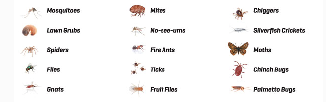 insects